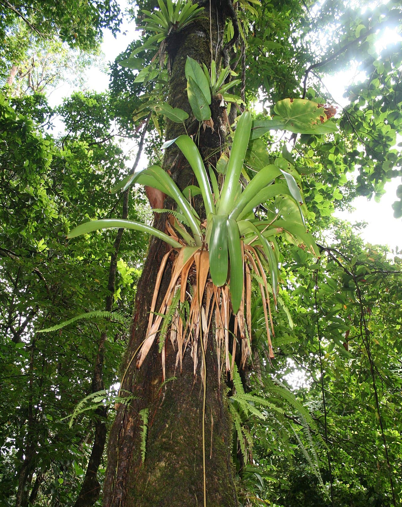Доминика — фото для поездки