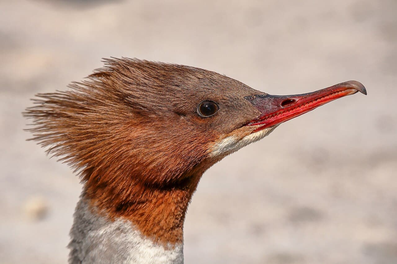 Женева — вид города