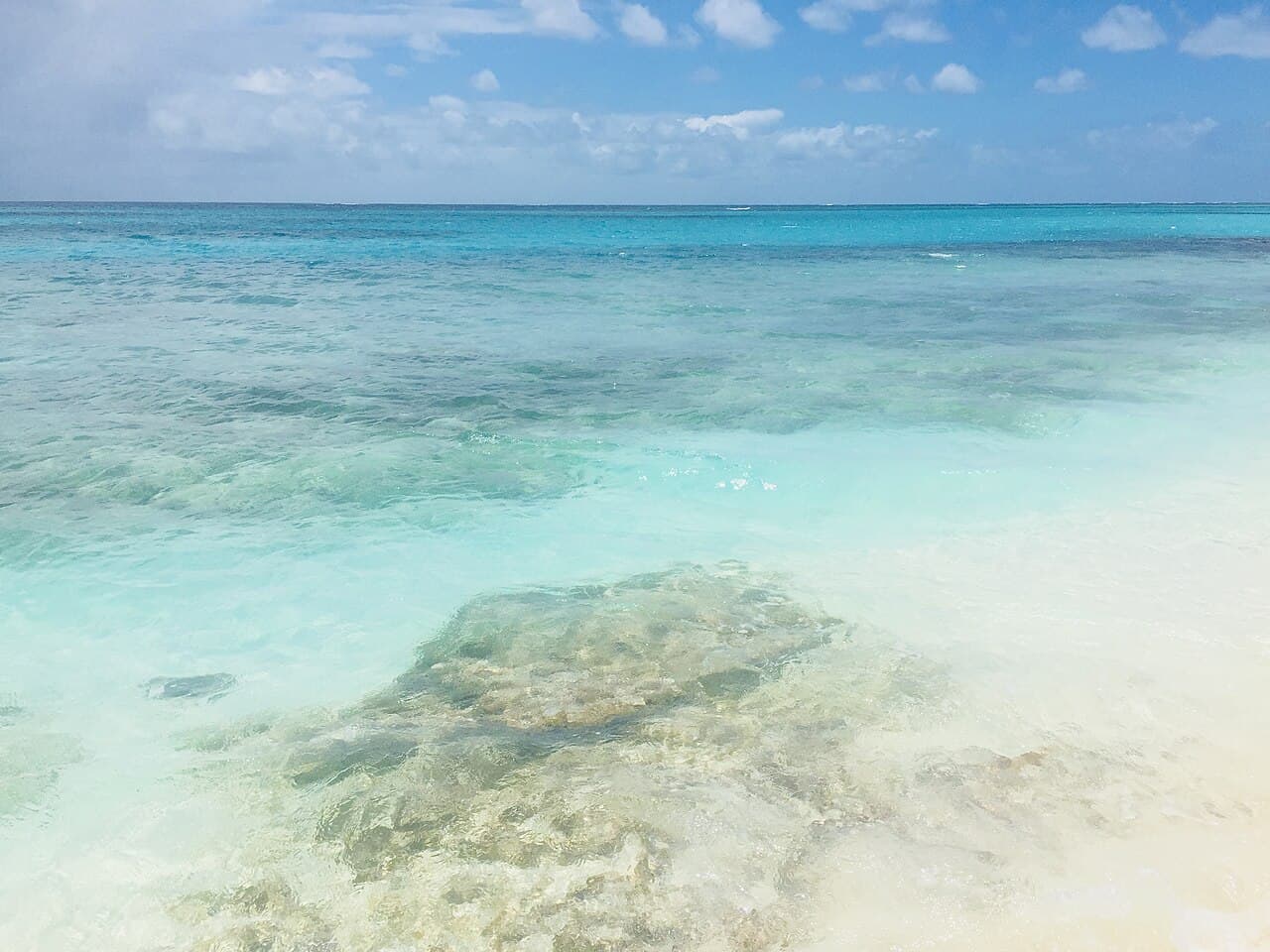 Ангилья — вид