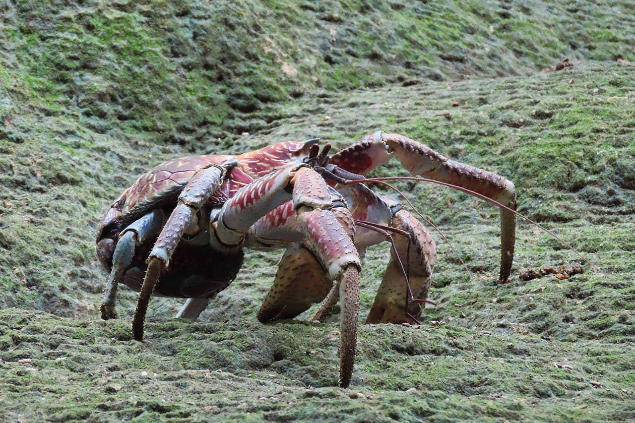 Остров Рождества — фото для поездки