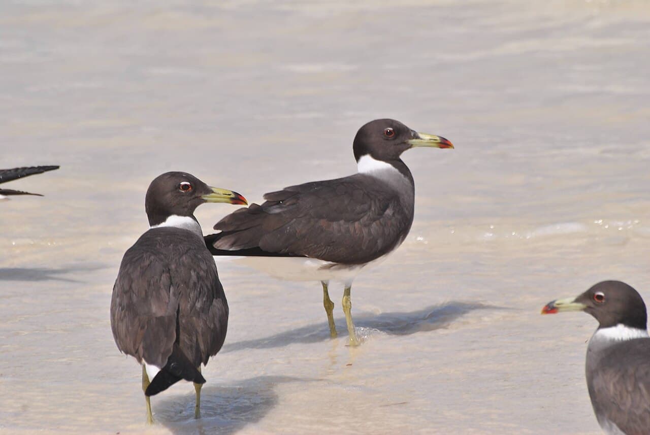 Джибути — фото для поездки