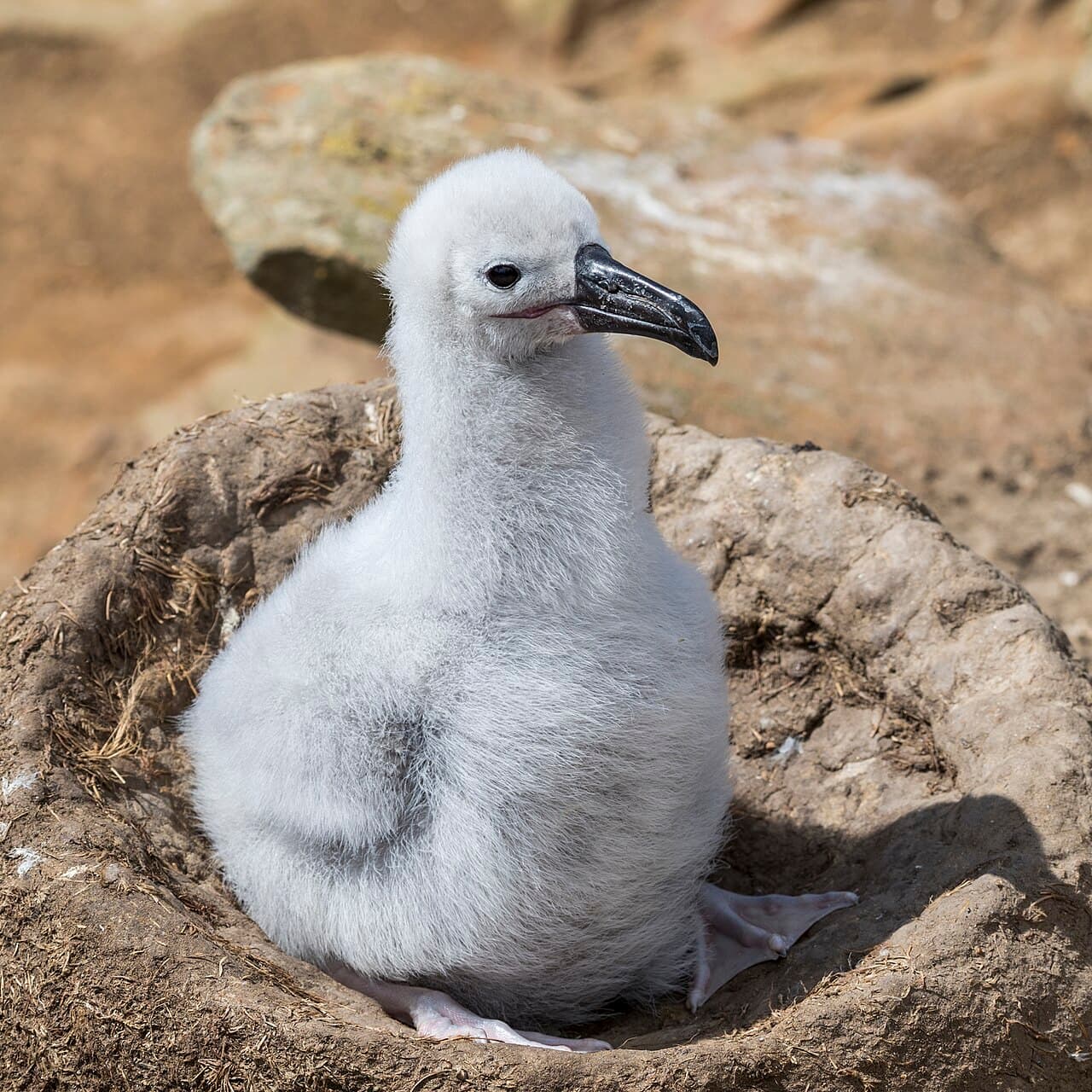 Фолклендские острова — вид