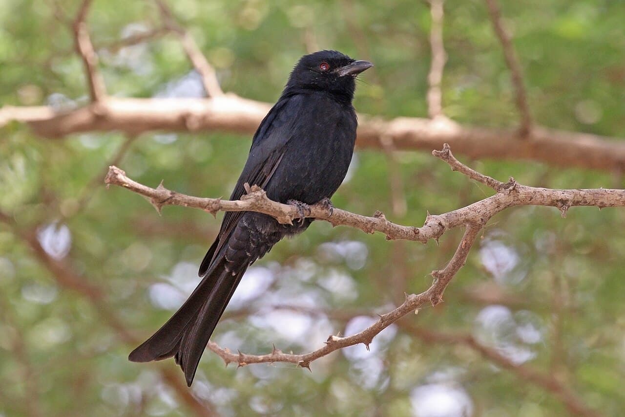 Гамбия — вид