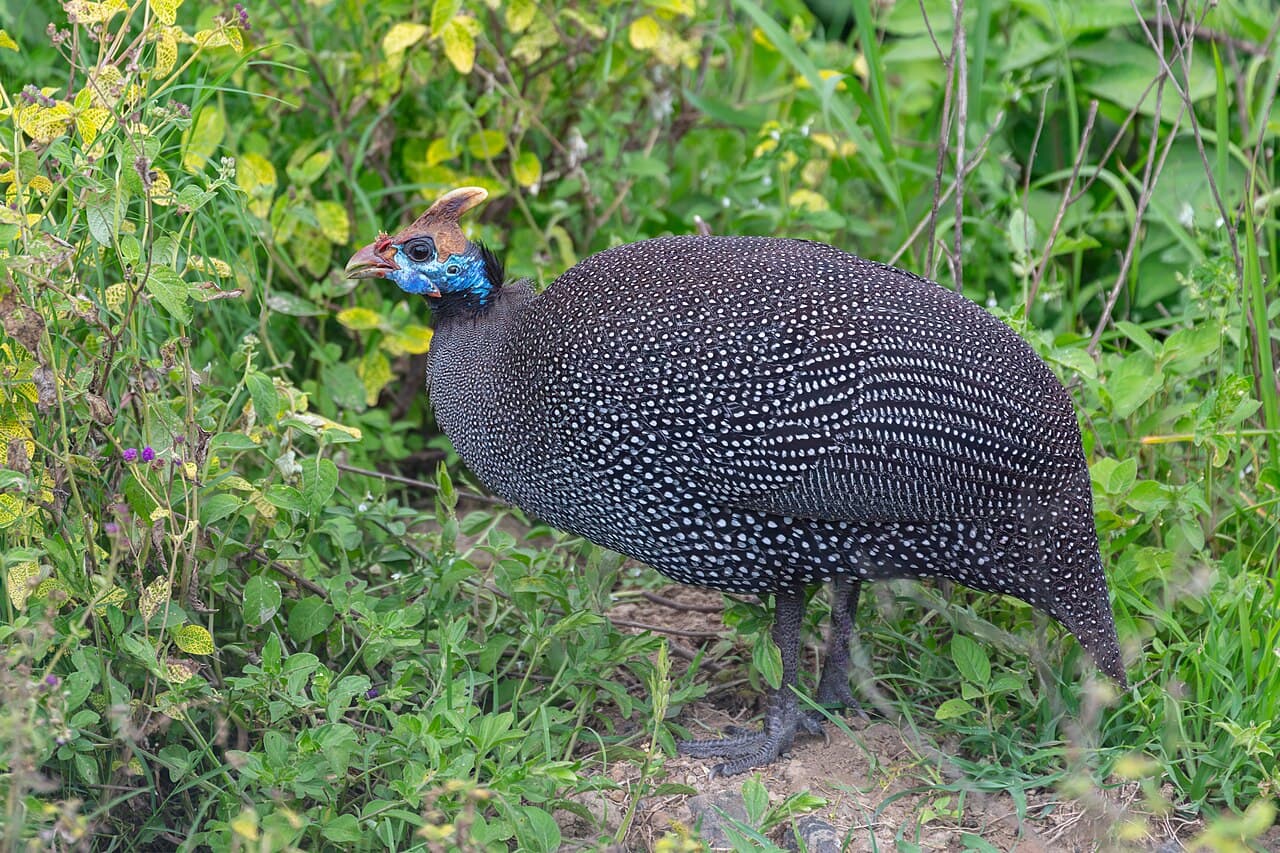 Гвинея — вид