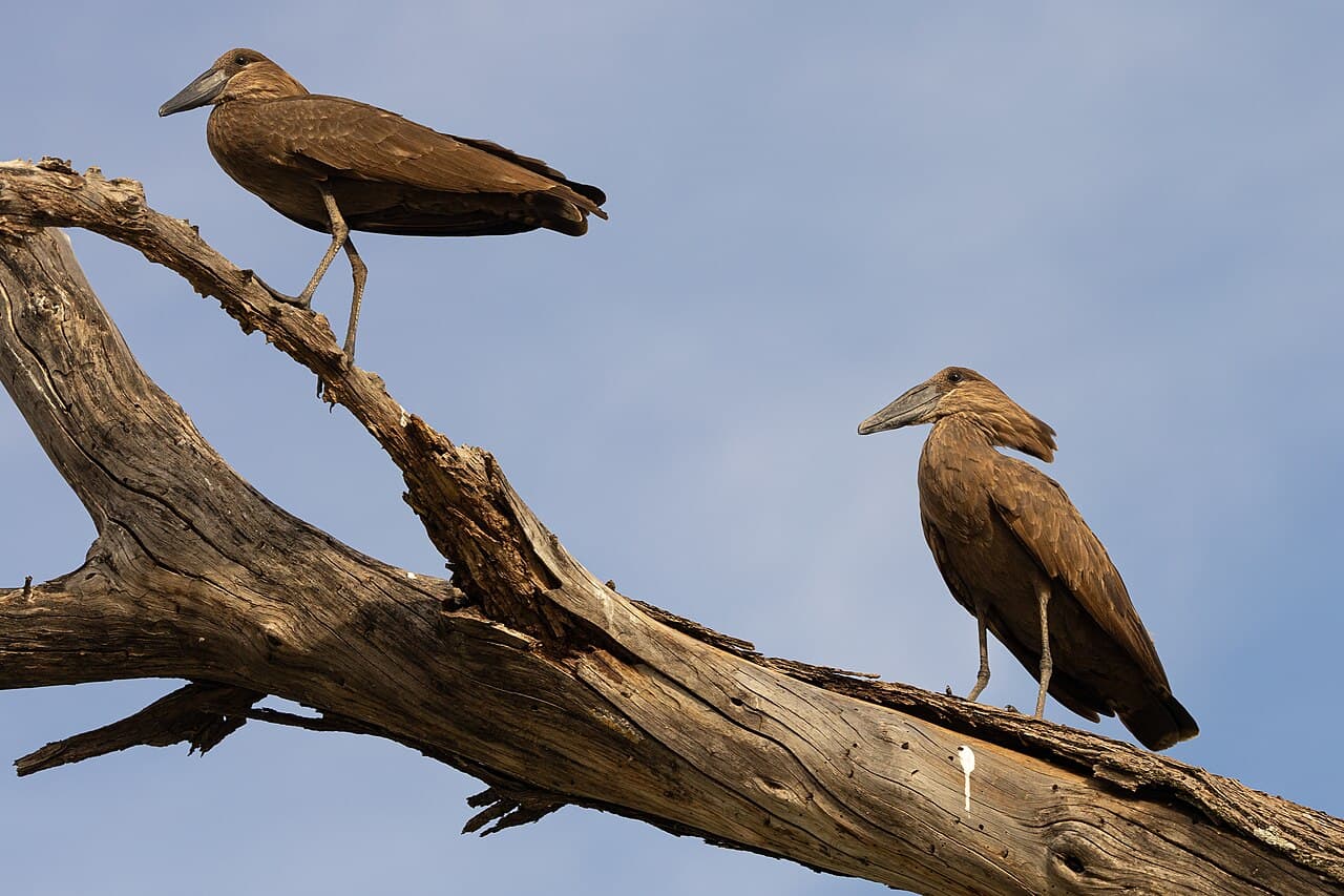 Кения — вид