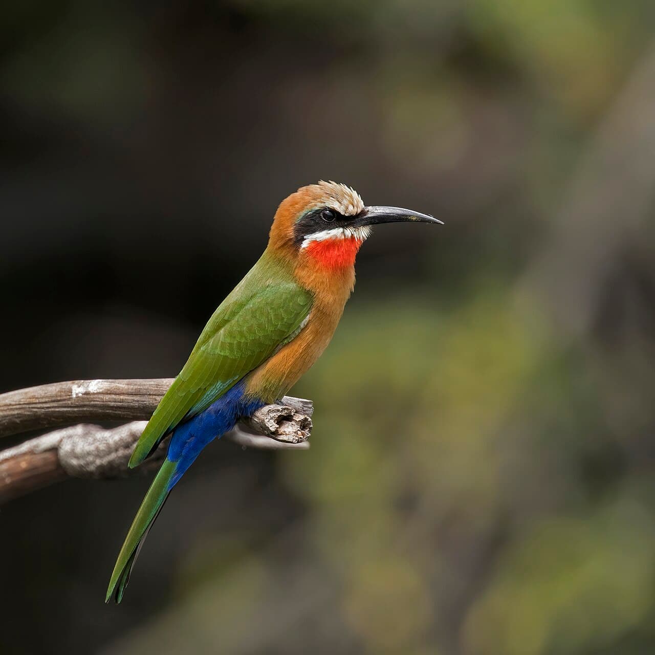 Намибия — вид