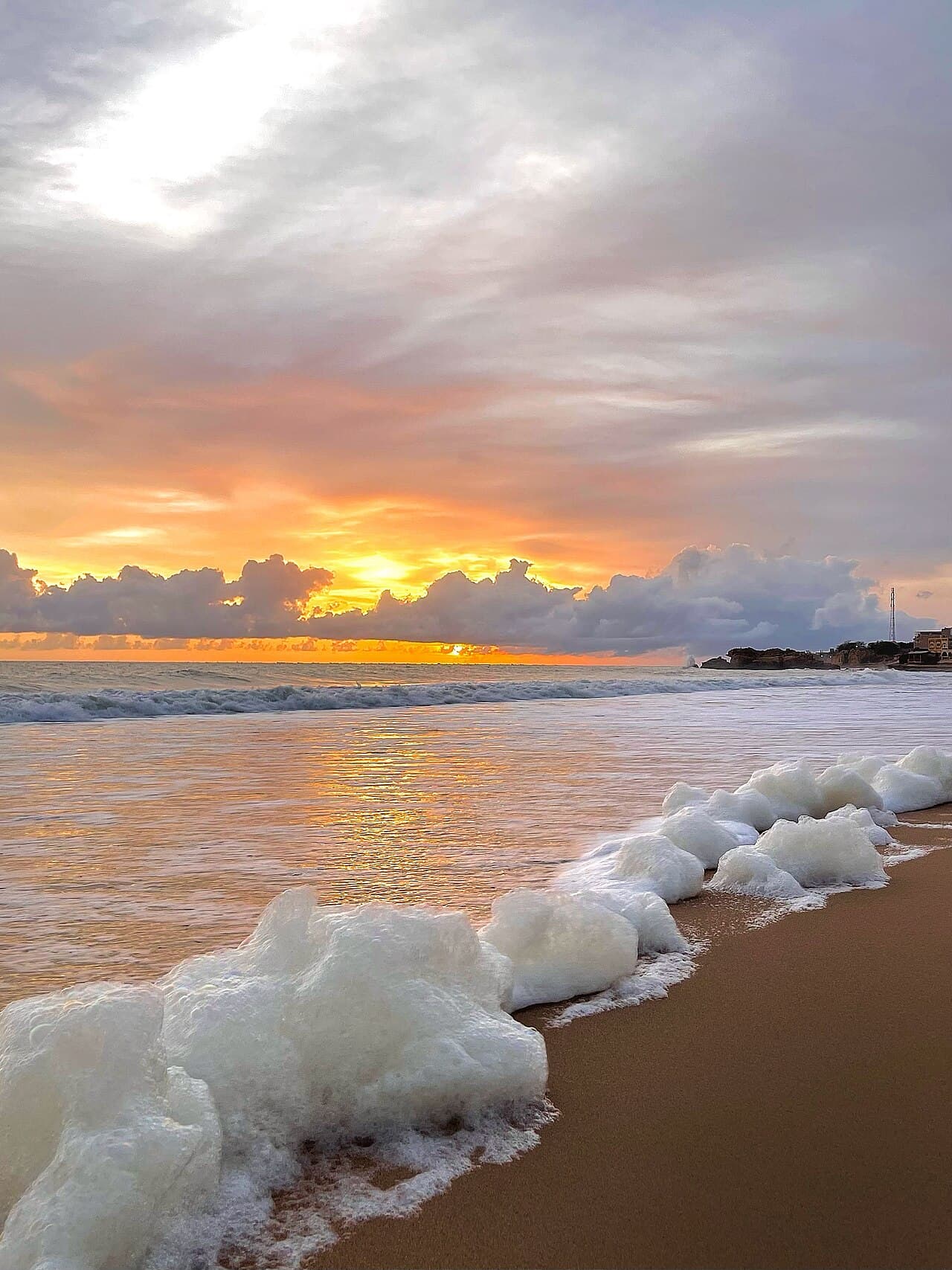 Сенегал — вид