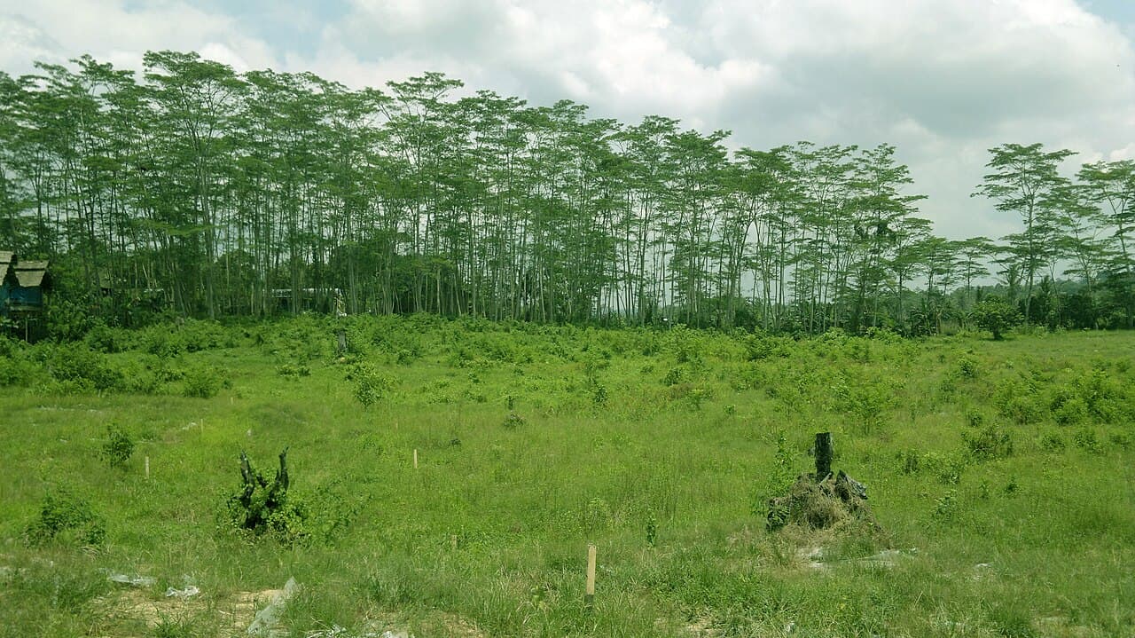 Samarinda — travel photo