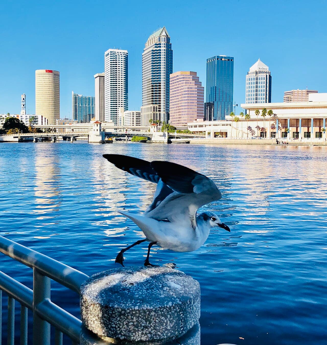 Tampa — travel photo