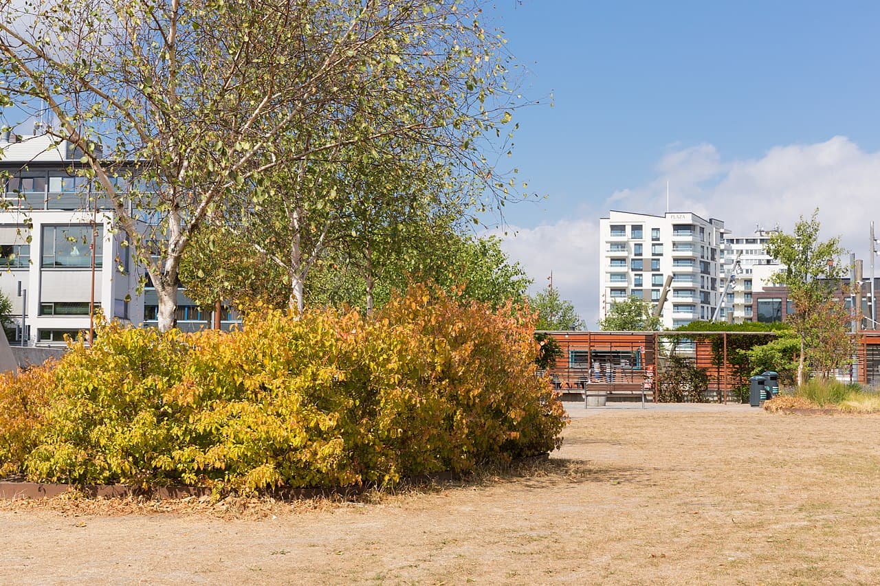 Ольборг — вид