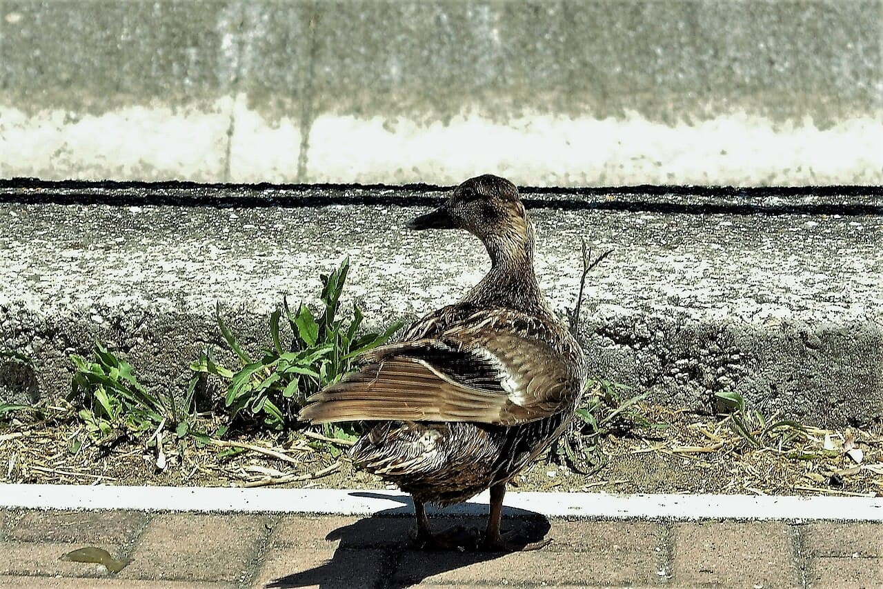 Бриндизи — вид