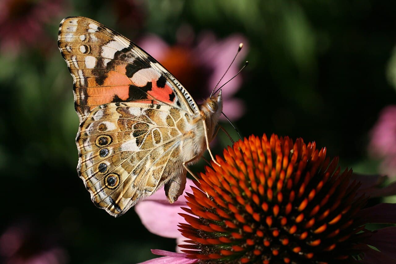 Мальмё — фото города