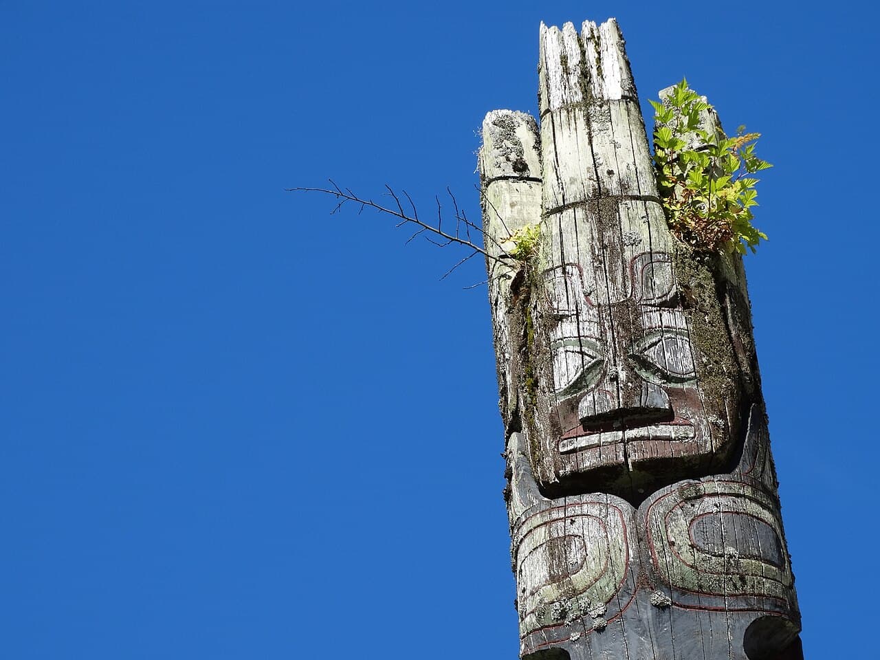 Принс-Руперт — вид