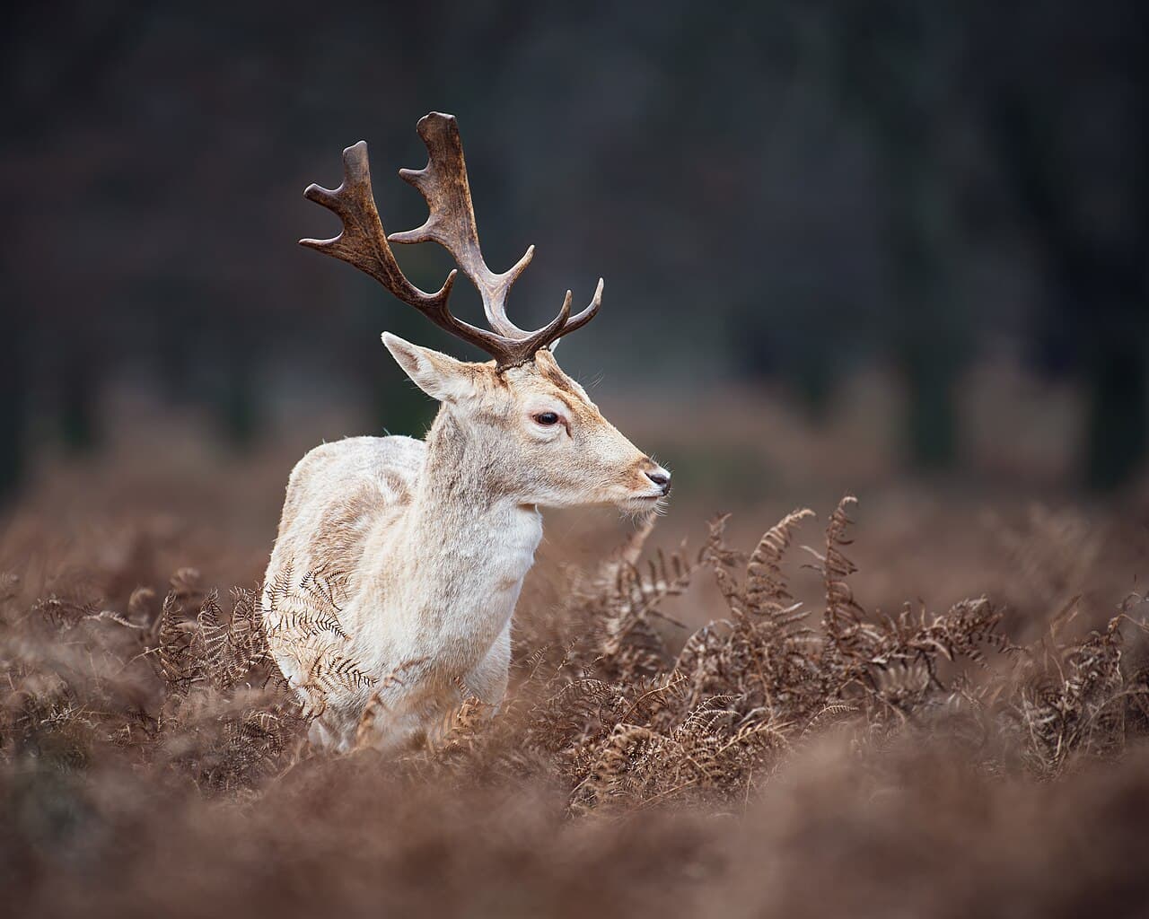 Ричмонд — вид