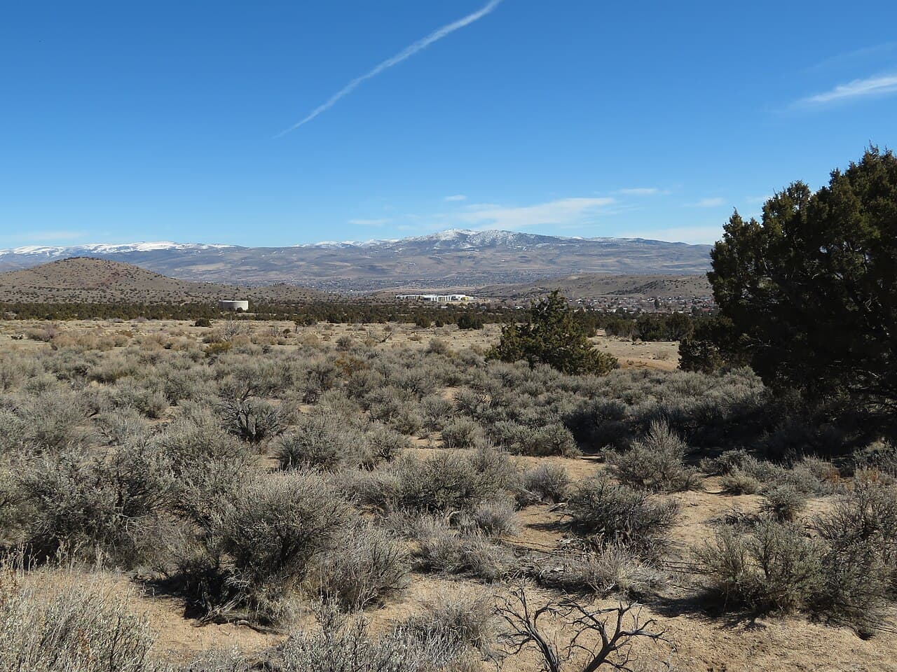 Сан-Валли — вид