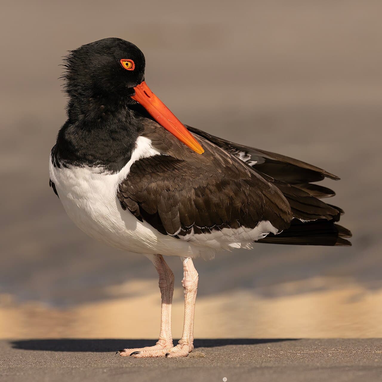 Atlantic City — travel photo