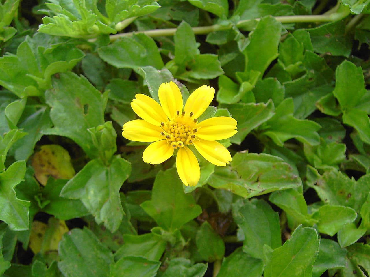 Dominica — travel photo