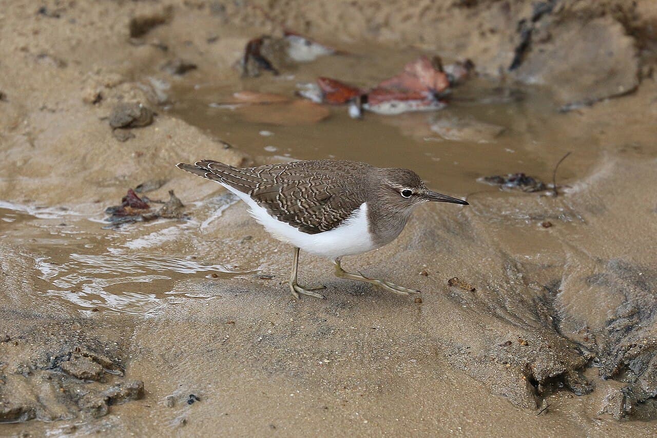 Saint Lucia — view