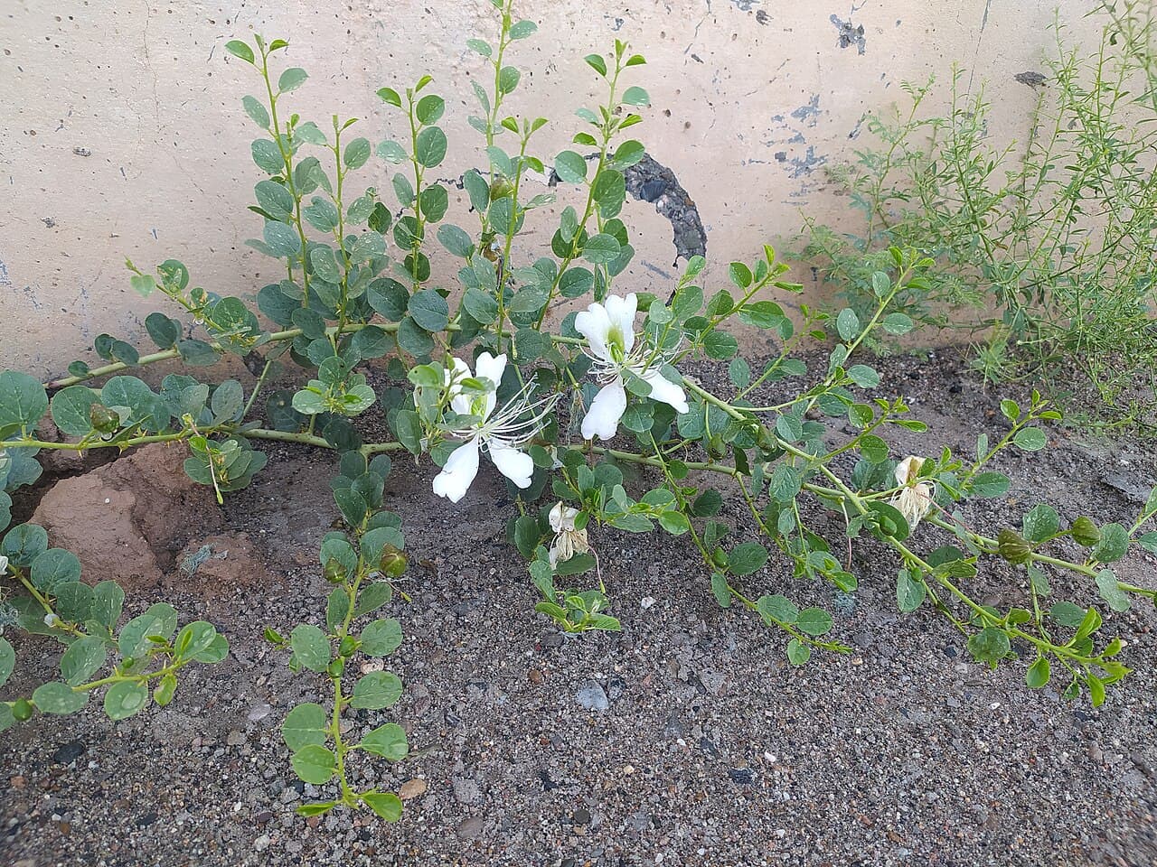 Карши — вид